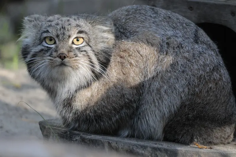 A photograph of Mensu in Novosibirsk Zoo