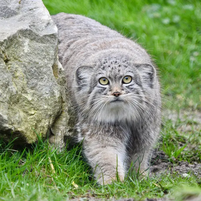 A photograph of Kharaa in Port Lympne Wild Animal Park