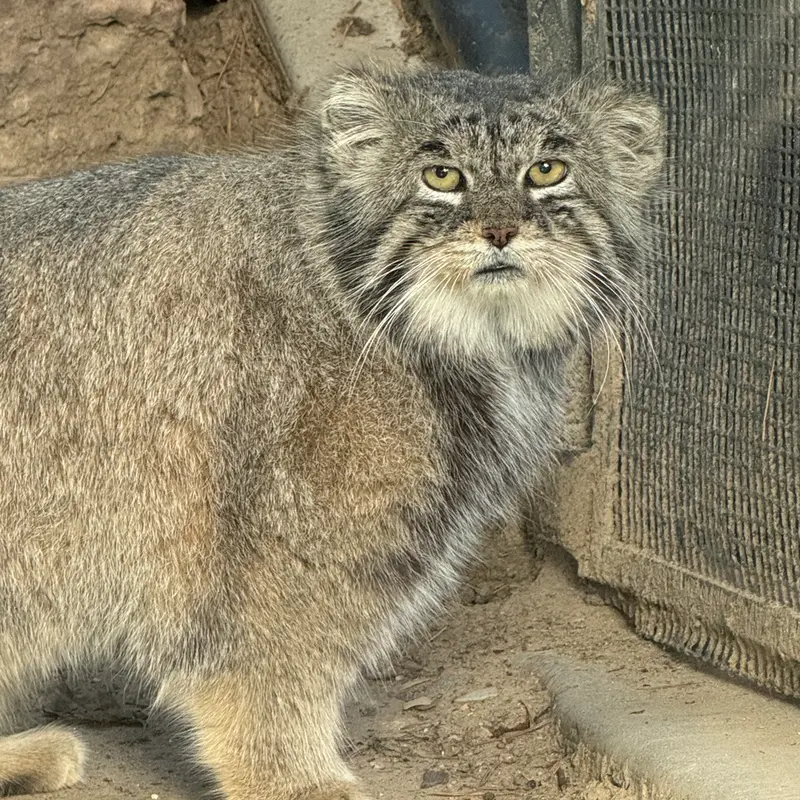 A photograph of Tai Chi in Pueblo Zoo