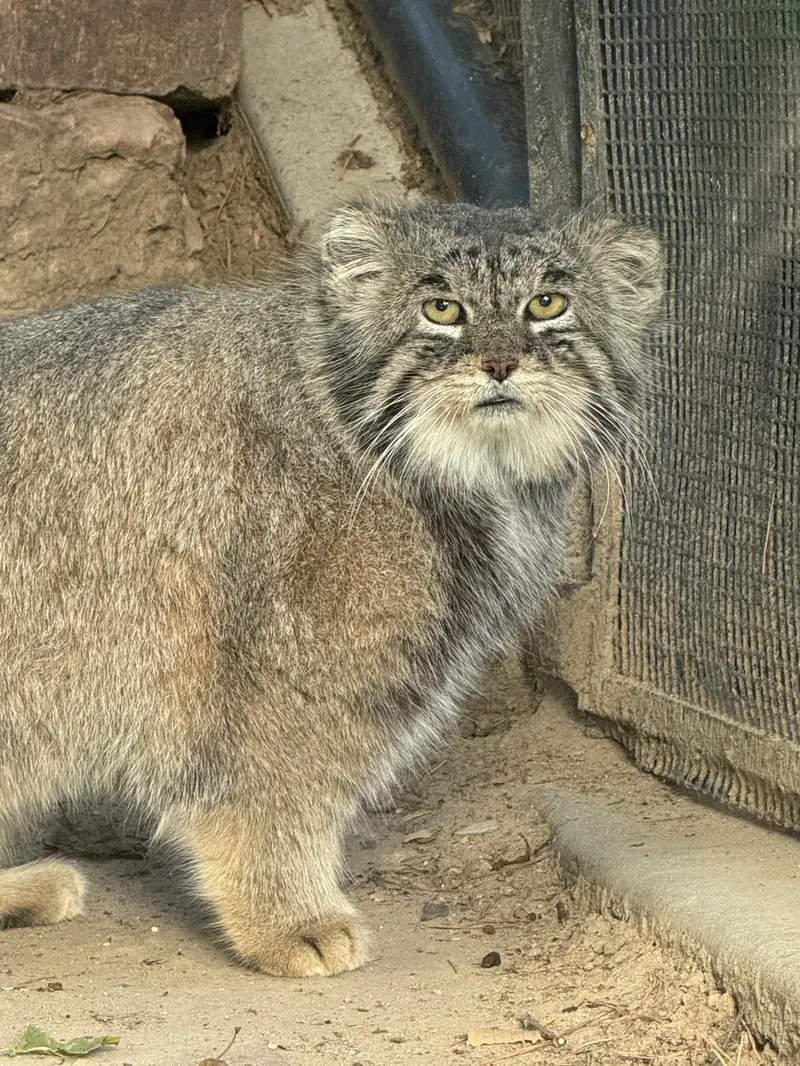 A photograph of Tai Chi in Pueblo Zoo