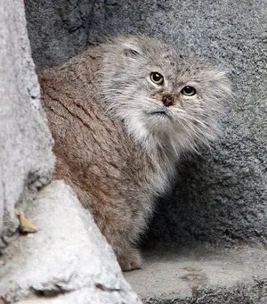 A photograph of a Pallas's cat