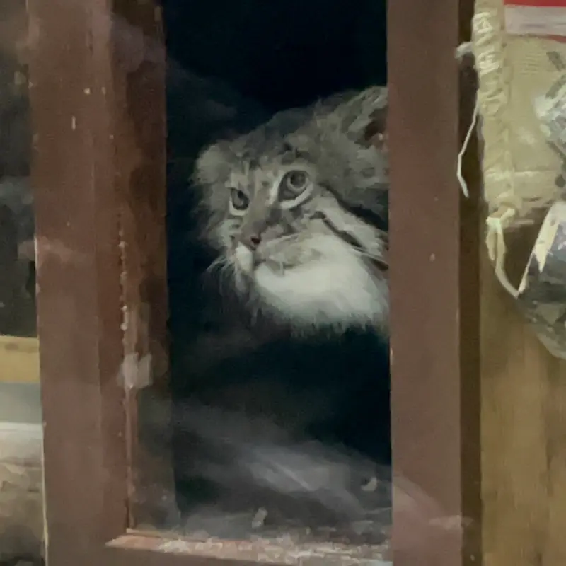 A photograph of Klyon in Ueno Zoological Gardens