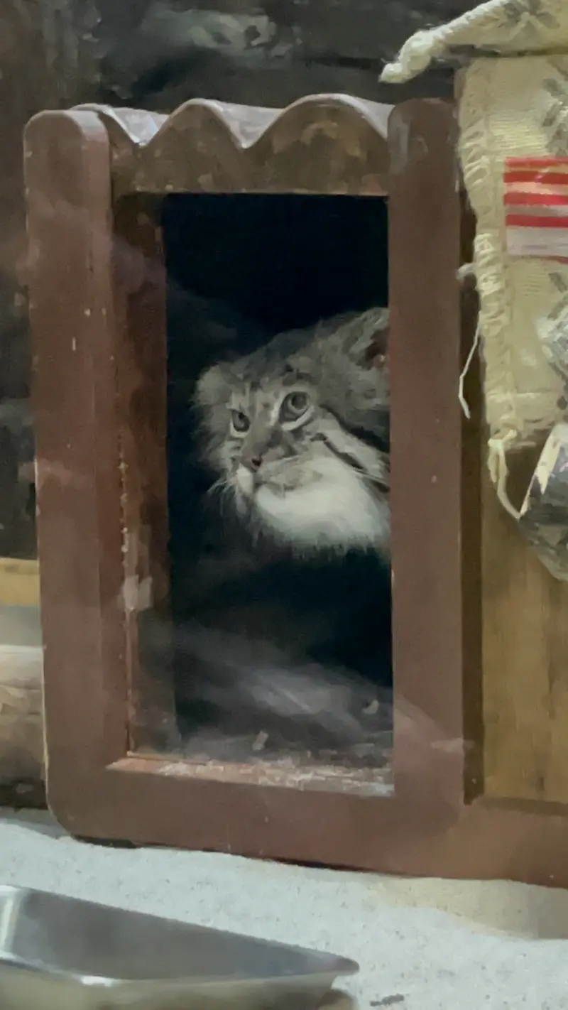 A photograph of Klyon in Ueno Zoological Gardens