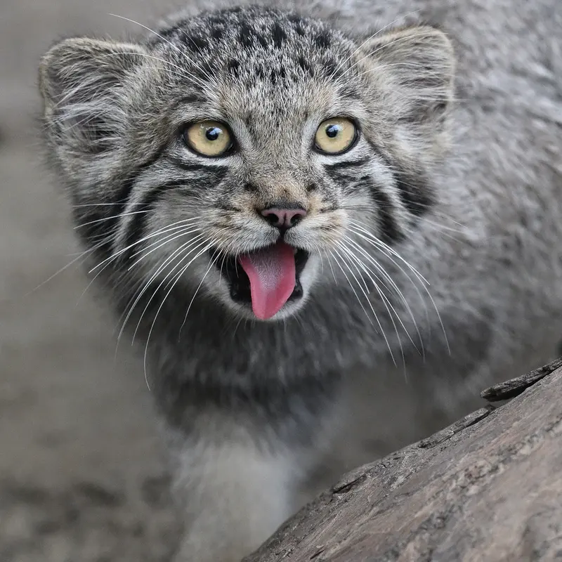 A photograph of San in Kobe Animal Kingdom