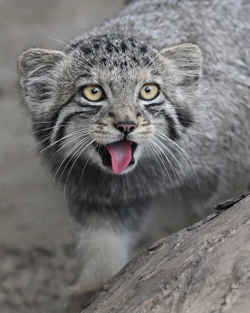 A photograph of San in Kobe Animal Kingdom