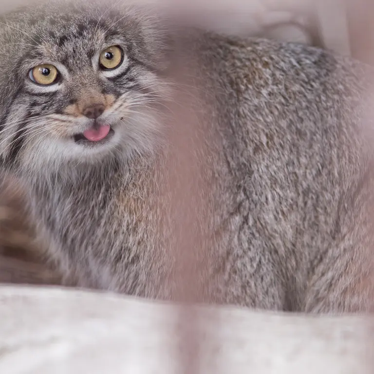 A photograph of Figa in Nogeyama Zoo