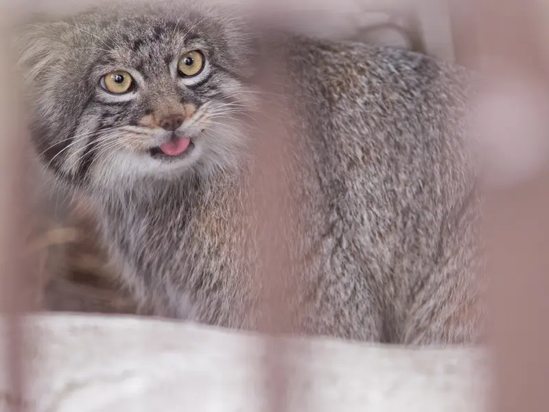 A photograph of Figa in Nogeyama Zoo
