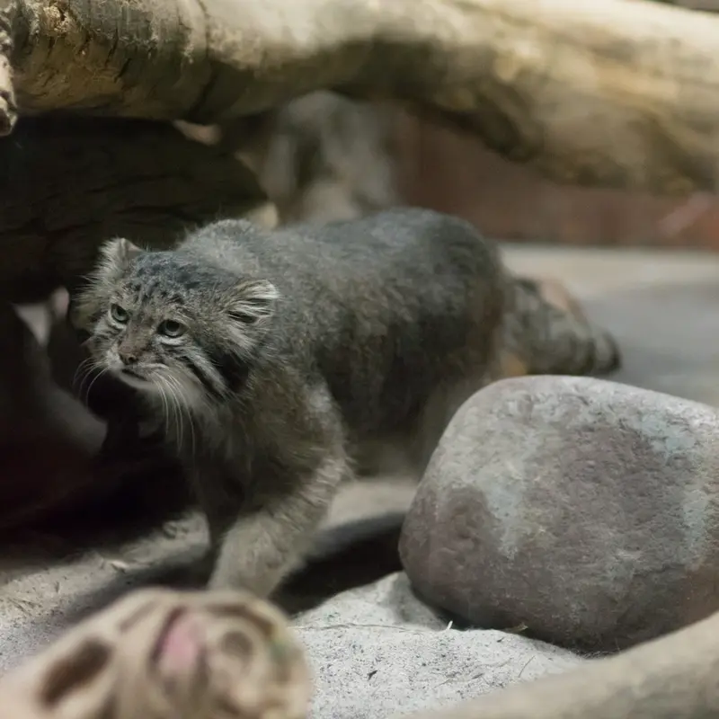 A photograph of Klyon in Ueno Zoological Gardens
