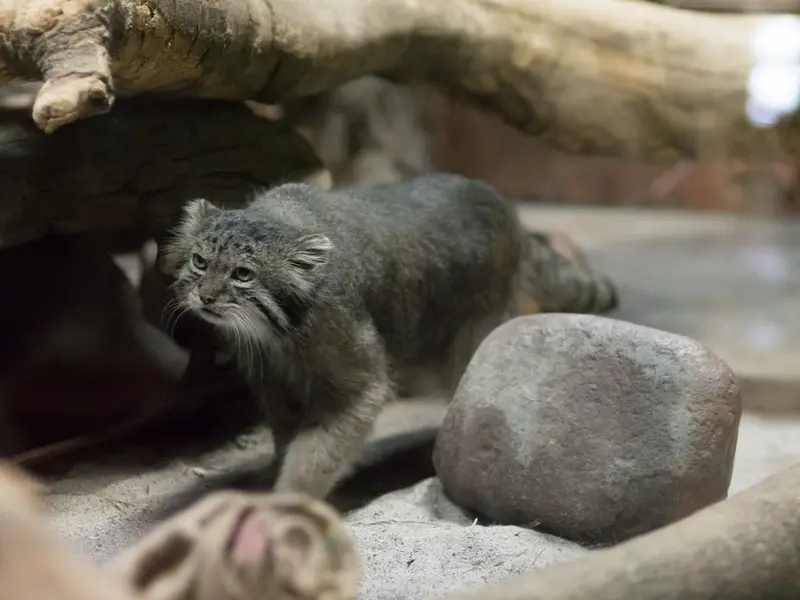 A photograph of Klyon in Ueno Zoological Gardens