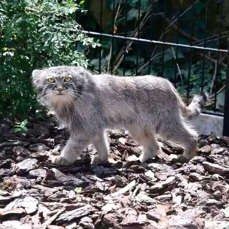 A photograph of a Pallas's cat in Bio-Topia Dunkerque
