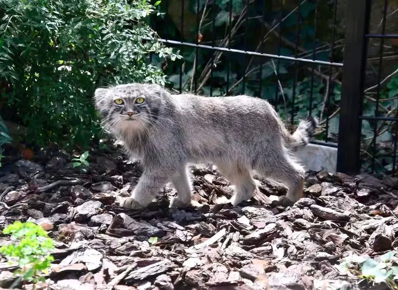 A photograph of a Pallas's cat in Bio-Topia Dunkerque