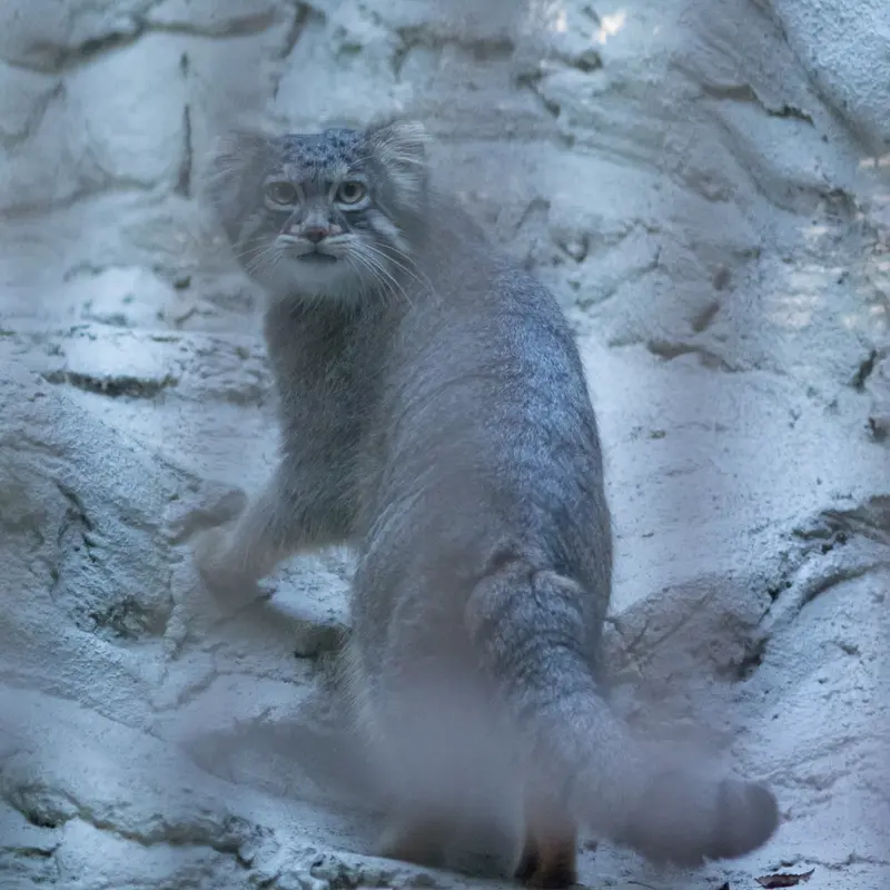 A photograph of Figa in Nogeyama Zoo