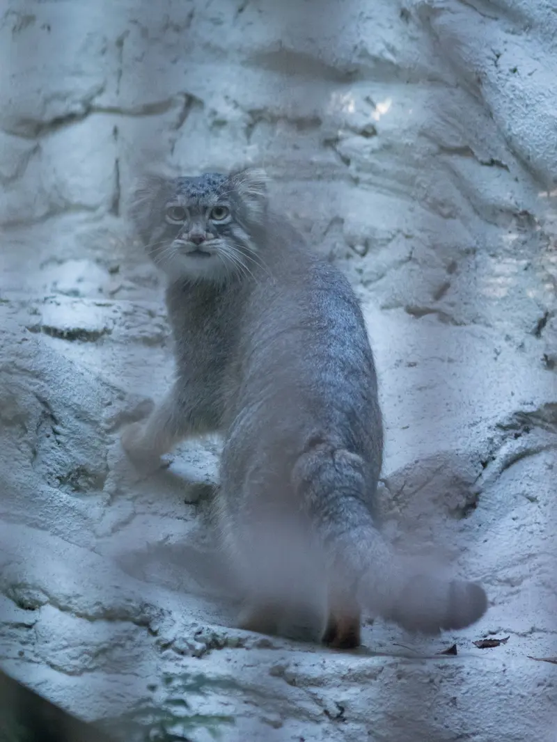 A photograph of Figa in Nogeyama Zoo
