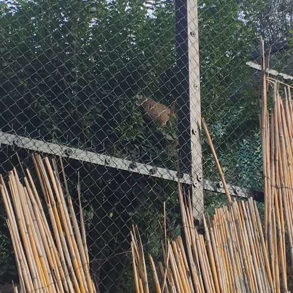 A photograph of Manó and Nanó in Yerevan Zoo