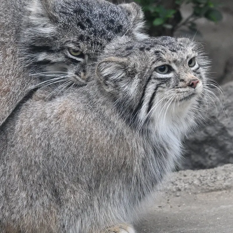 A photograph of Az in Kobe Animal Kingdom
