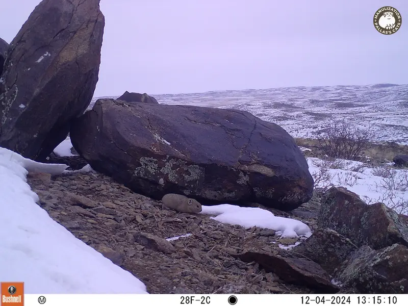 A photograph of Kazakh pika from Koshkar camera trap