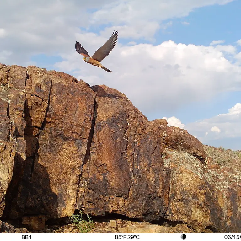 A photograph of Lesser kestrel from Aktas-Kunkora [new] camera trap