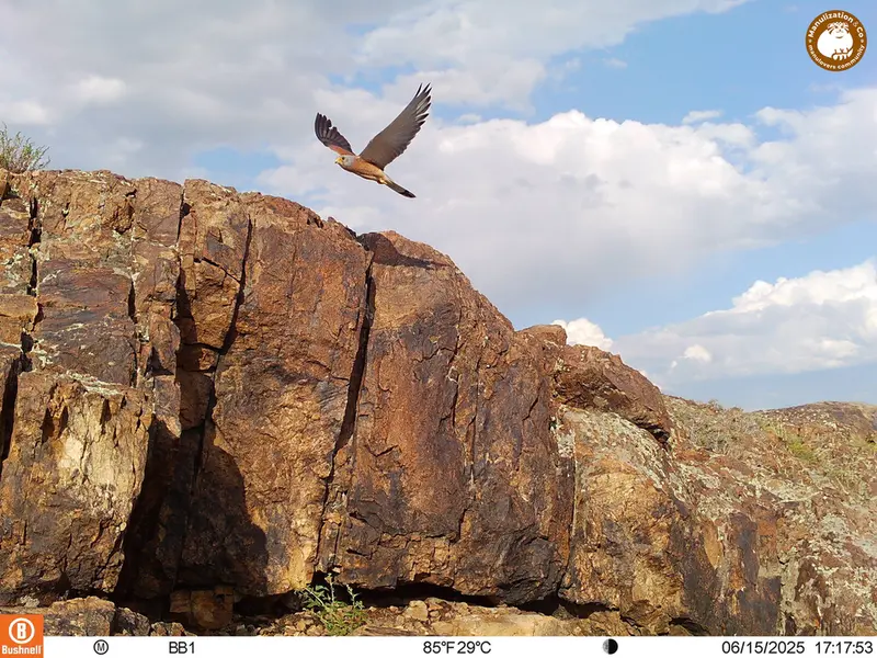 A photograph of Lesser kestrel from Aktas-Kunkora [new] camera trap