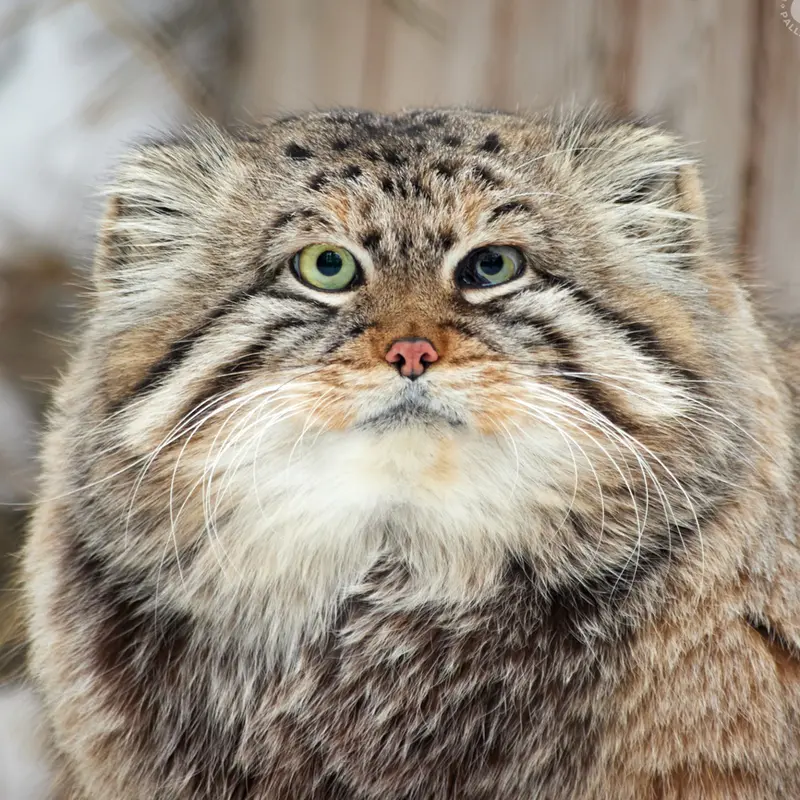 Zelenogorsk the Pallas's cat from Novosibirsk Zoo