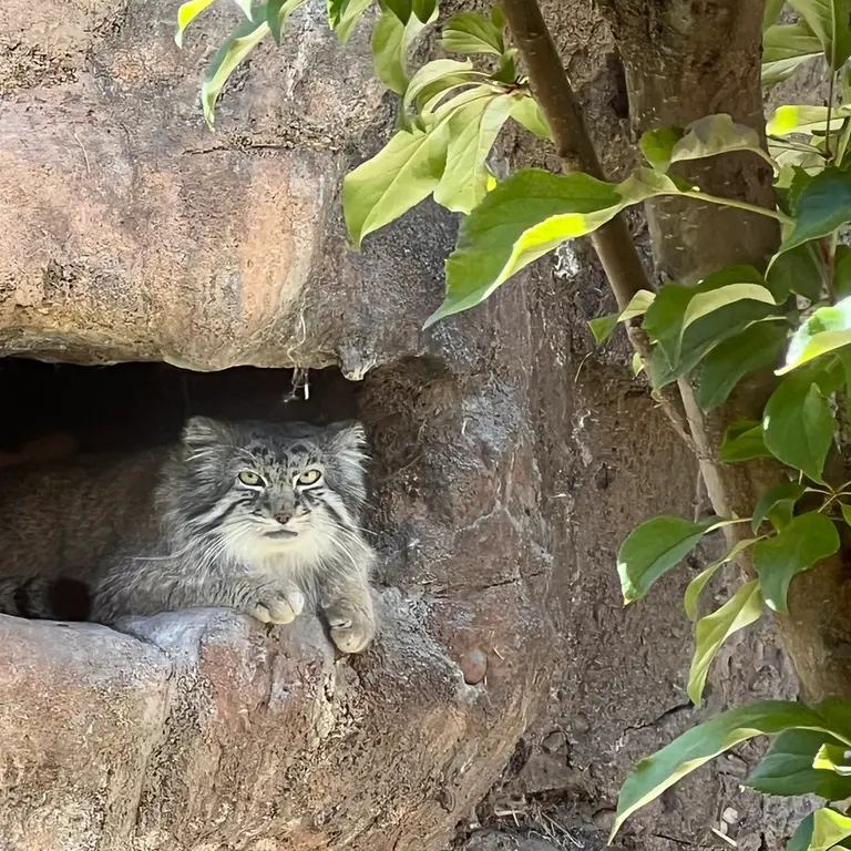 A photograph of Phyllaris in Utah's Hogle Zoo