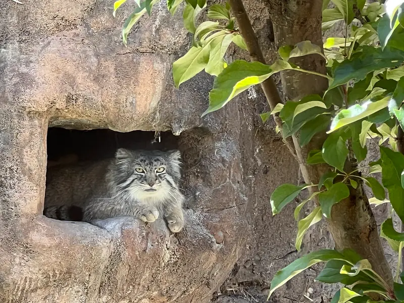 A photograph of Phyllaris in Utah's Hogle Zoo