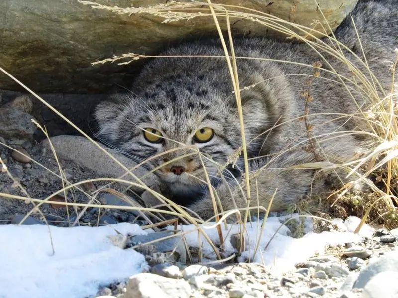 A photograph of a Pallas's cat