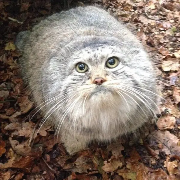 A photograph of a Pallas's cat in Le Domaine des Fauves
