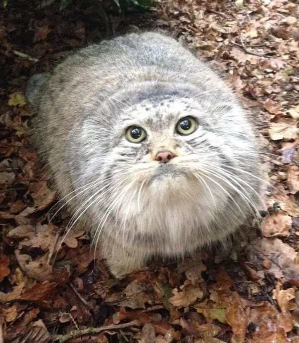 A photograph of a Pallas's cat in Le Domaine des Fauves