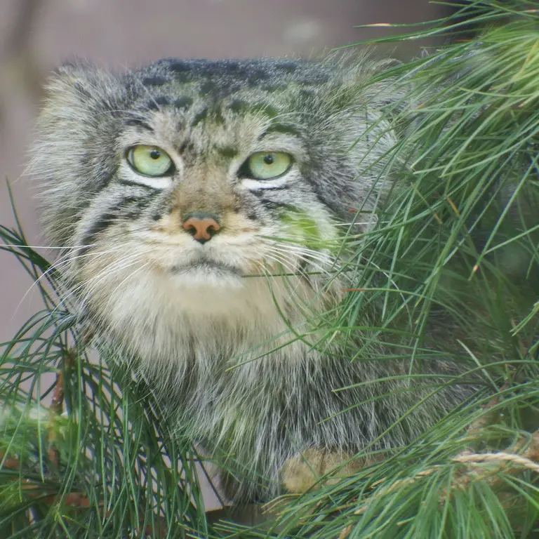 A photograph of Boris in Royev Ruchey