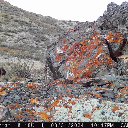 A photograph of a Pallas&#039;s cat from Zhilandy camera trap