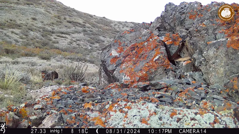 A photograph of a Pallas&#039;s cat from Zhilandy camera trap