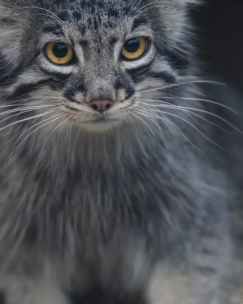 A photograph of Mei in Kobe Animal Kingdom