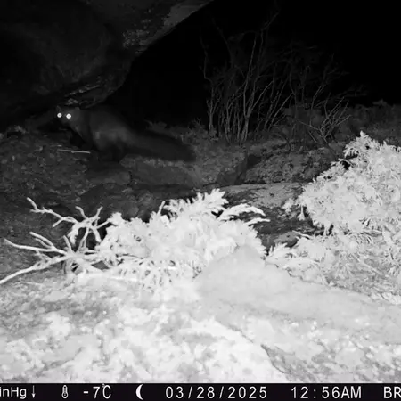 A photograph of Beech marten from Shubaraigyr camera trap