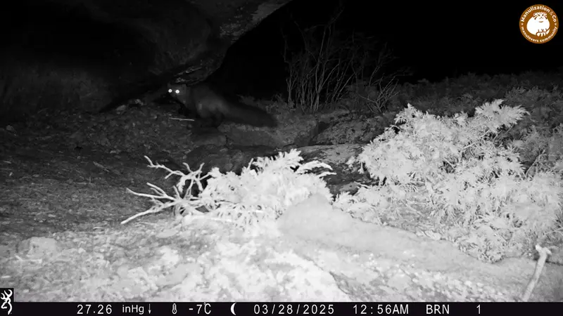 A photograph of Beech marten from Shubaraigyr camera trap