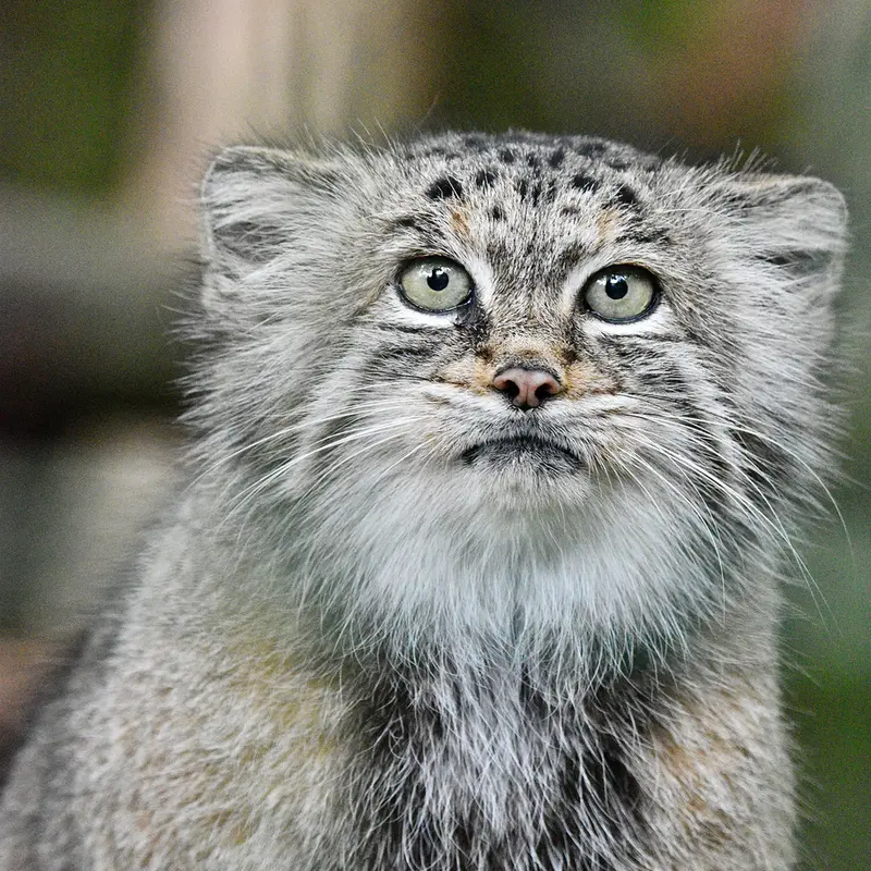 A photograph of Maneki-Neko in Tierpark Berlin