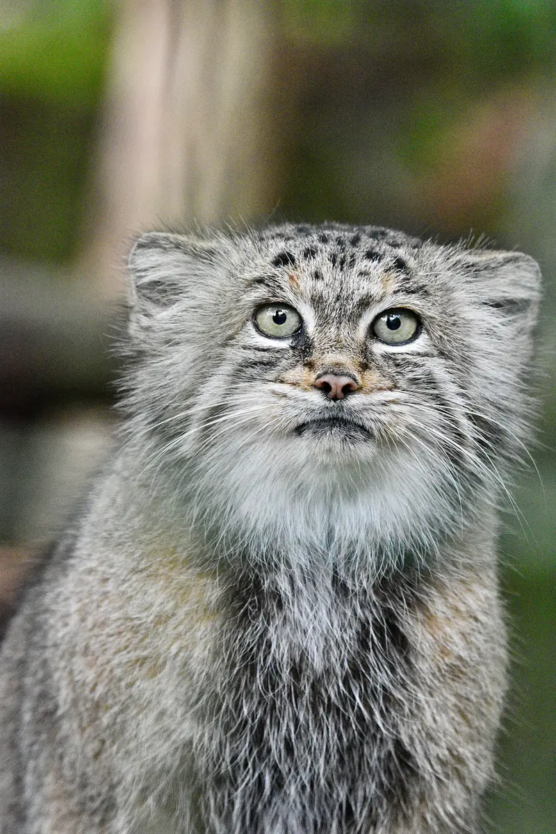 A photograph of Maneki-Neko in Tierpark Berlin
