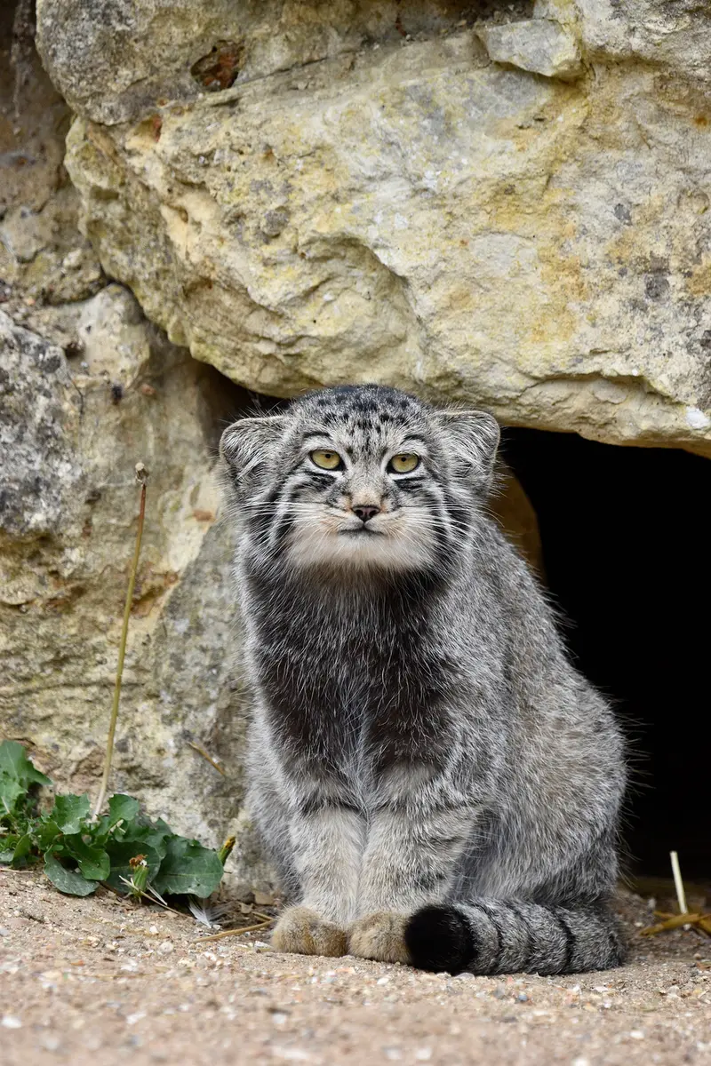 A photograph of Altai in Port Lympne Wild Animal Park