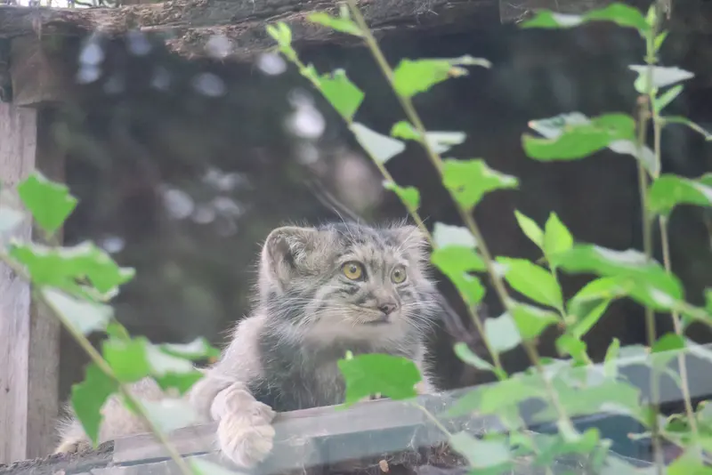 A photograph of Boris Ⅱ in Budapest Zoo & Botanical Garden