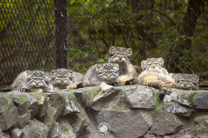 A photograph of Lucky, Nezabudka, Leon, Daughter of Lolo 2024 Ⅴ, Bruce, and Biya in Novosibirsk Zoo