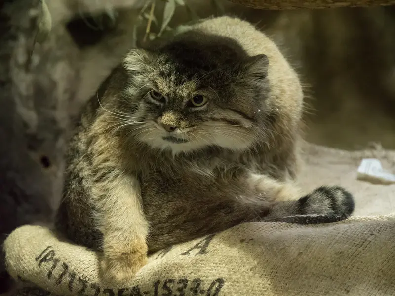 A photograph of Primula in Ueno Zoological Gardens