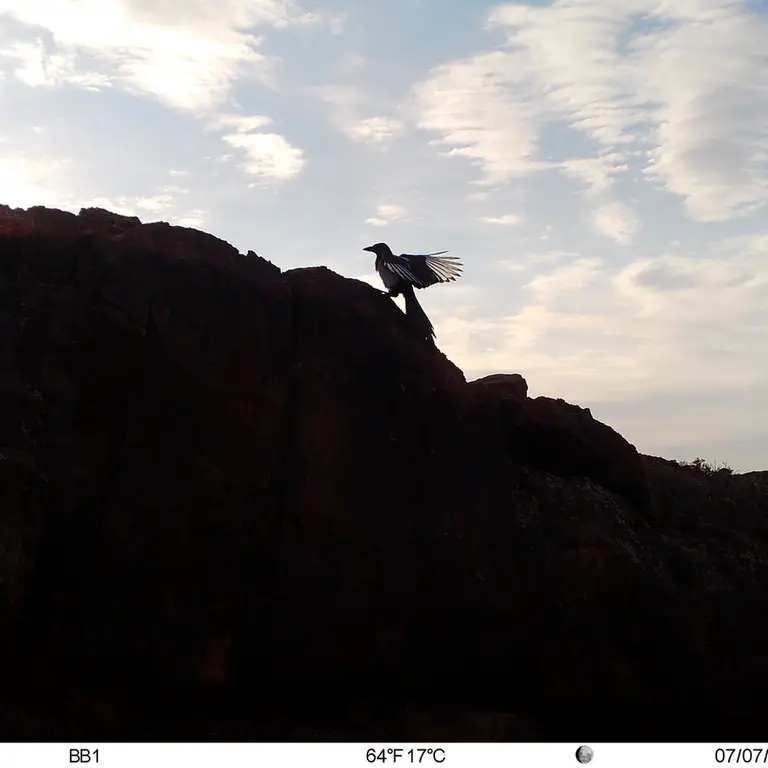 A photograph of a Pallas's cat from Aktas-Kunkora [new] camera trap
