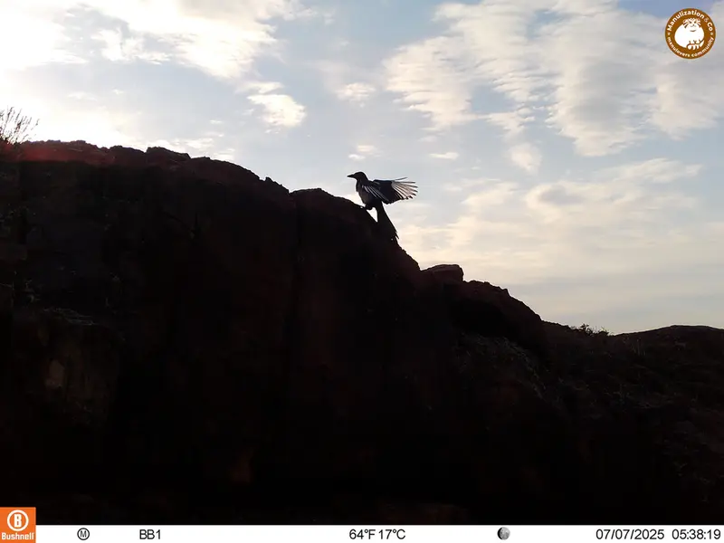 A photograph of a Pallas's cat from Aktas-Kunkora [new] camera trap