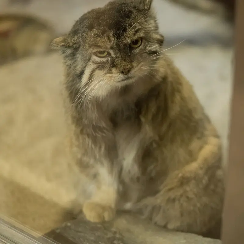 A photograph of Primula in Ueno Zoological Gardens