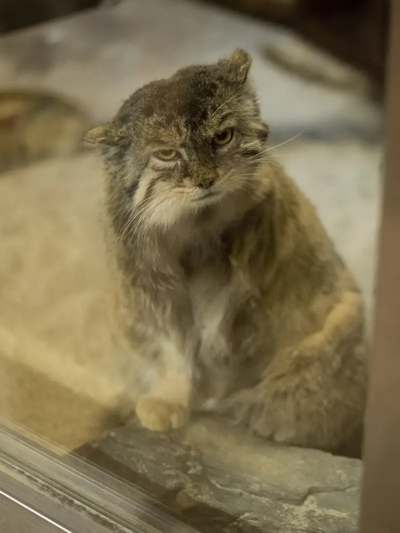 A photograph of Primula in Ueno Zoological Gardens