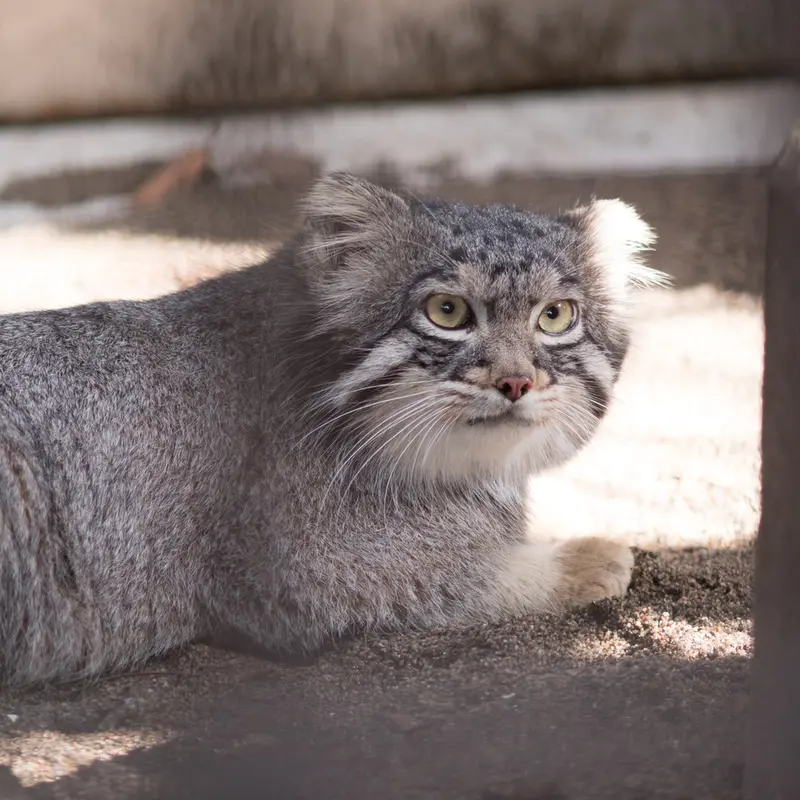 A photograph of Figa in Nogeyama Zoo