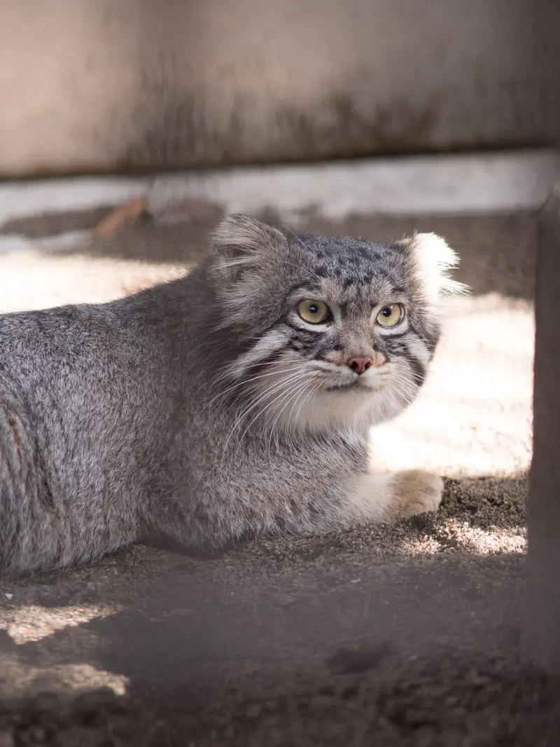 A photograph of Figa in Nogeyama Zoo