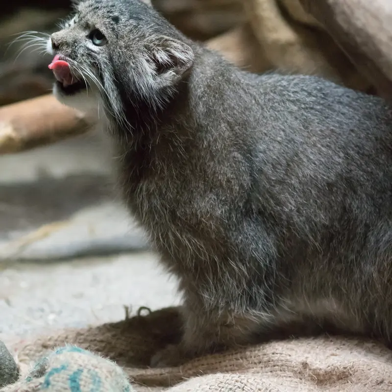 A photograph of Klyon in Ueno Zoological Gardens