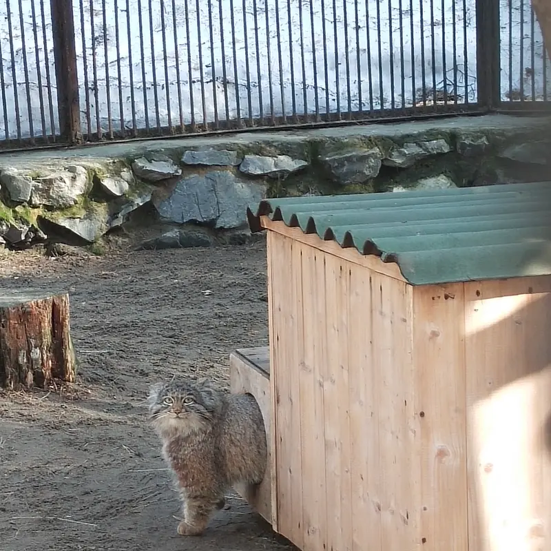 A photograph of Grey in Novosibirsk Zoo