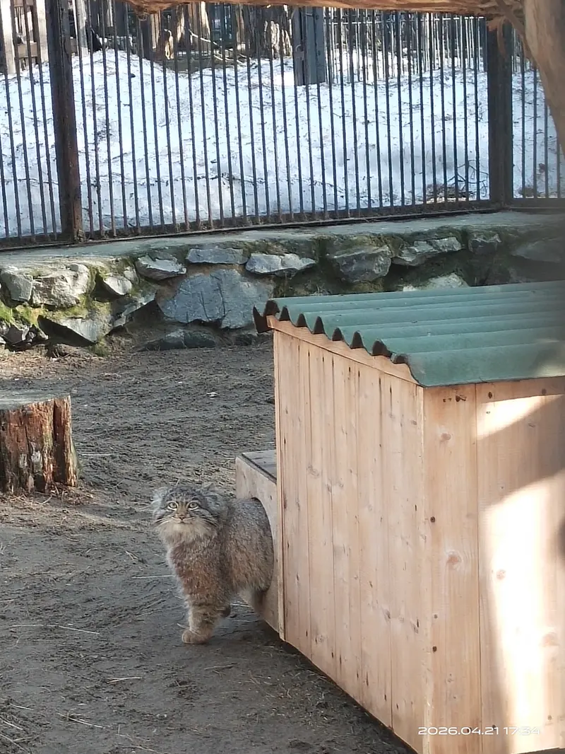 A photograph of Grey in Novosibirsk Zoo