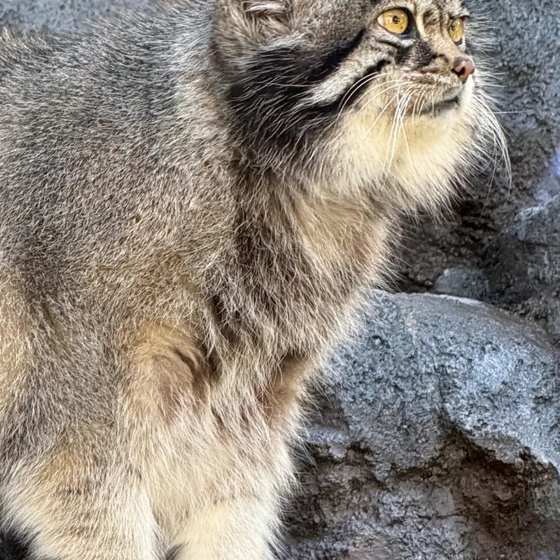 A photograph of Grusha in Asahiyama Zoo
